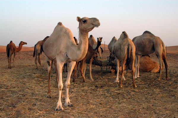 αγορά καμήλων