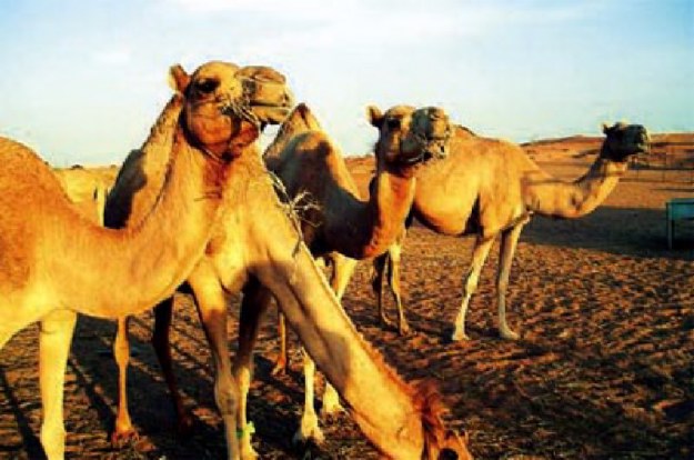 καμήλες