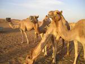 πορεία με καμήλες