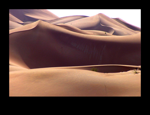 αμμόλοφοι στην έρημο