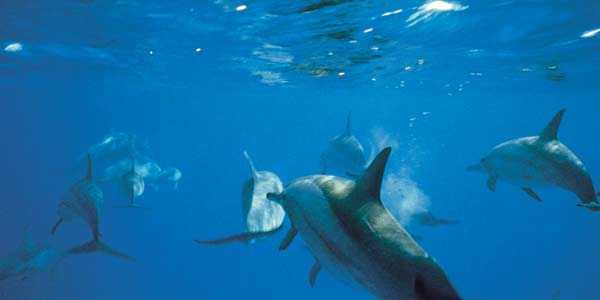 κολυμπήστε με τα δελφίνια